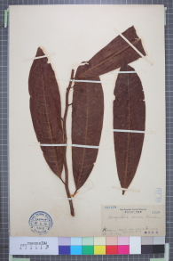 Specimen thumbnail